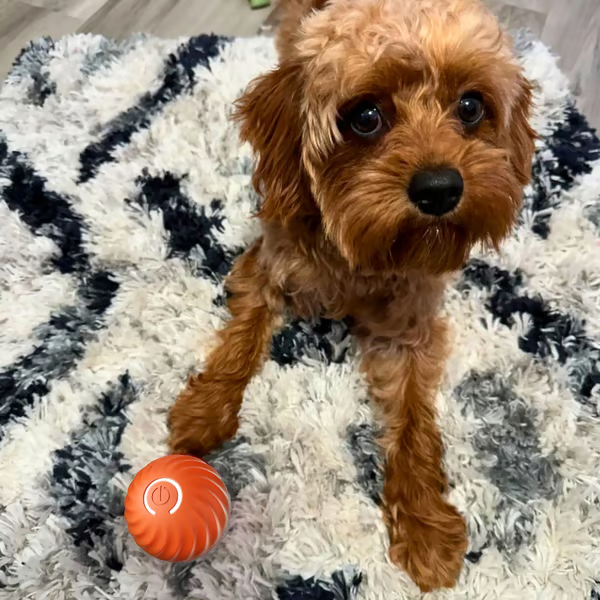 🐕Interactive Dog Toys Dog Ball🐶
